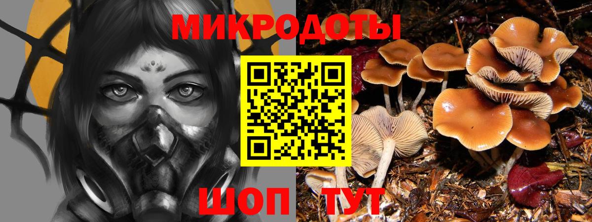 Псилоцибиновые грибы Psilocybe Ухта
